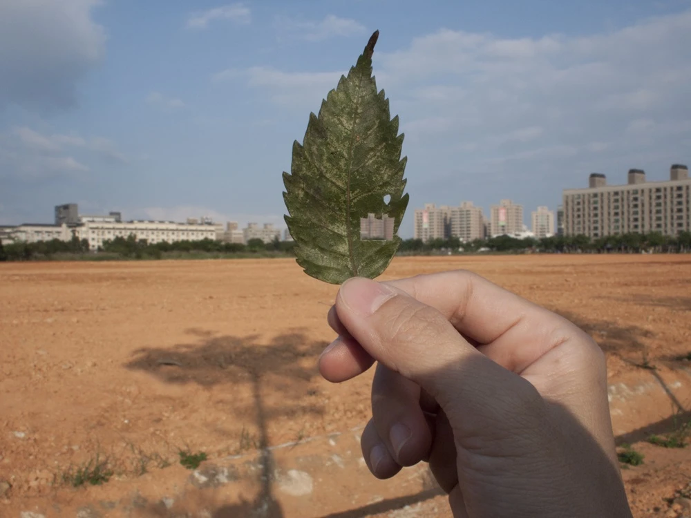 《葉洞no.1》，2011，微噴輸出半光面相紙，37.5×50cm。©王雅慧-圖片